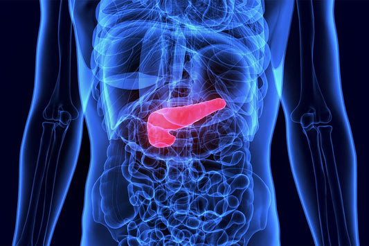 Ilustración médica del páncreas en el cuerpo humano, órgano clave en la producción de insulina y en la resistencia a la insulina analizada